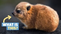 This Furry Potato Is An Evolutionary Mystery Instructional Video