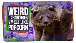Why These Weird Carnivores Smell Like Popcorn Instructional Video