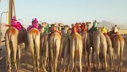 CLEAN : Camels riden by robot jockeys race in Jordan's Wadi Rum desert News Clip