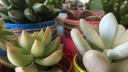 Lots of succulent cactus flower close up Stock Footage
