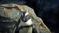 Penguin Looks Around And Hops Stock Footage