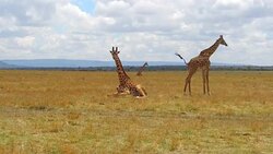 group of giraffes in savanna at africa Stock Footage