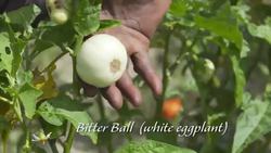World Farm - New Jersey Instructional Video