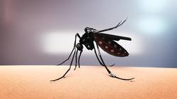 Gene-hacked mosquitoes released in Florida Instructional Video