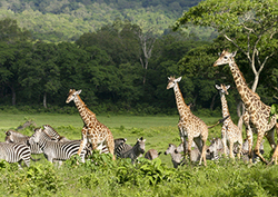 What is a Mammal? - Mammal Characteristics Instructional Video