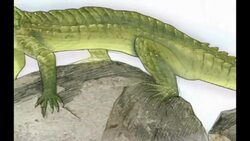 These Crocs Were Made for Chewing Instructional Video