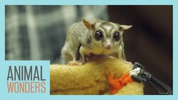 Our 4 Sugar Gliders! | Update & Training Session Instructional Video