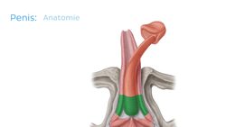 Penis und Harnröhre Instructional Video