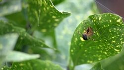 Tilt Down To Spider Eating Prey Stock Footage