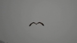 Bird of prey in a rainy day. Stock Footage