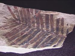 Introduction to Paleontology Instructional Video