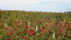 Agriculture AI Instructional Video