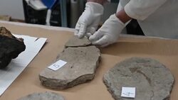 CLEAN : 15 million-year-old fossils found in car boot on display in Zagreb museum News Clip