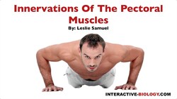 095 Innervations Of The Pectoral Muscles Instructional Video