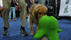 Robots, artificial intelligence highlight CES expo Instructional Video