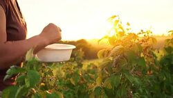 An elderly woman collects raspberries at sunset. Organic food. Stock Footage