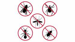 How Do Bug Sprays (Like Raid and Baygon) Kill Cockroaches? Instructional Video