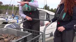 New reef created to home 10,000 wild oysters in North Sea News Clip