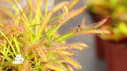 Dual Roles: Hermaphroditism in the Animal Kingdom Instructional Video