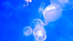 Close-up Jellyfish, Medusa in fish tank with neon light. Stock Footage
