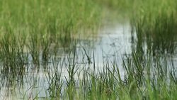 Tall grass in water meadows in 4K Stock Footage