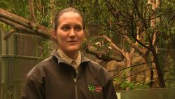 A Huge Cake for This Amazing Panda Cub Turning One! Instructional Video