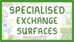 GCSE Biology - Specialised Exchange Surfaces Instructional Video