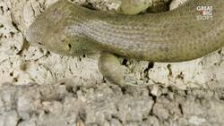 These Skinks Are on the Brink of Extinction Instructional Video