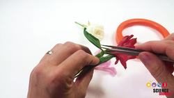 Dissect a Flower Instructional Video