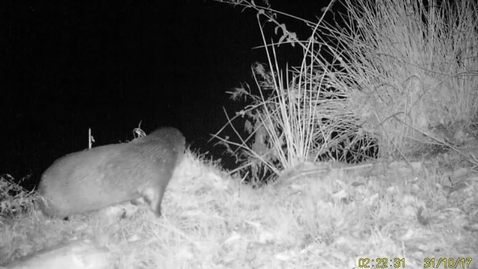 Thumbnail for entry First footage of otter in the Peak District