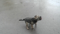 Go to How do dogs benefit our mental health? with duration: 4 minutes, 53 seconds