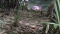 Go to Why aren't we eating insects? with duration: 4 minutes, 26 seconds