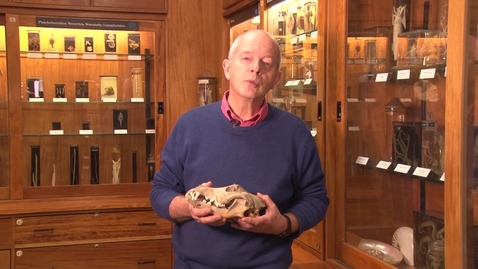 Thumbnail for Introduction to the Alfred Denny Museum