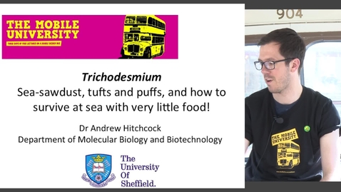 Thumbnail for entry Trichodesmium: Sea-sawdust, tufts and puffs, and how to survive at sea with very little food!