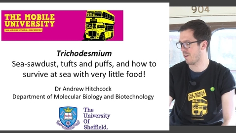 Thumbnail for Trichodesmium: Sea-sawdust, tufts and puffs, and how to survive at sea with very little food!