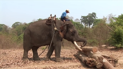 Thumbnail for Burmese working Elephants