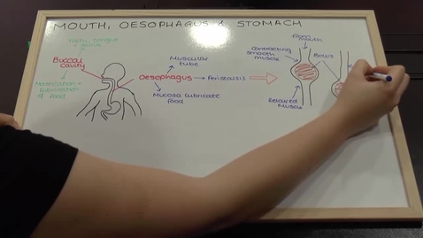 Thumbnail for Overview of the GI Tract
