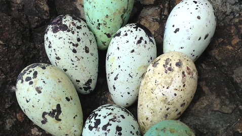 Thumbnail for entry Bempton guillemots and eggs with Tim Birkhead