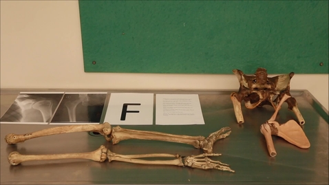 Thumbnail for Musculoskeletal Station F