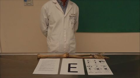 Thumbnail for Musculoskeletal station E