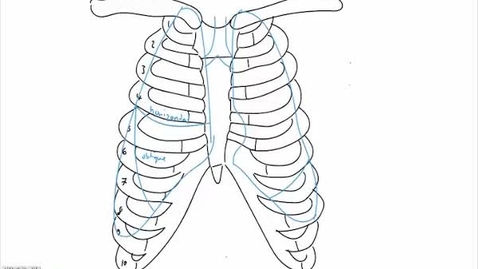 Thumbnail for The Thorax