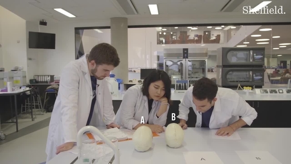 Our demonstrators investigate: identifying the sex of a skull