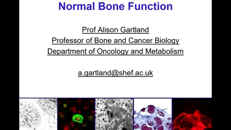 Thumbnail for Normal Bone Function - Episode 1