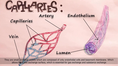 Thumbnail for entry Physiology: The Circulatory System