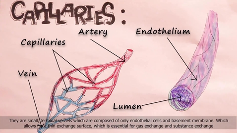 Thumbnail for Physiology: The Circulatory System