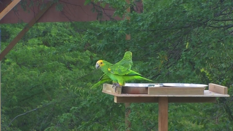 Thumbnail for Protecting Endangered Caribbean Parrots