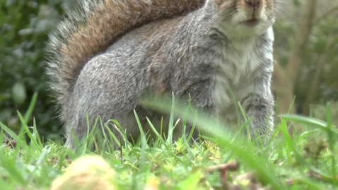 Thumbnail for entry On the tail of invasive grey squirrels