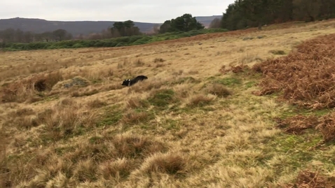 Thumbnail for Ziggy at Longshaw