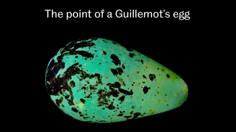 Thumbnail for entry The evolution of egg shape in birds