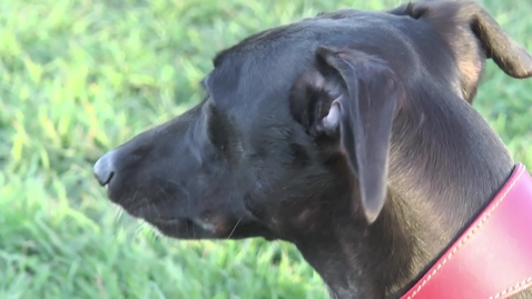 Thumbnail for Medical detection dogs and their implications on nano-technology